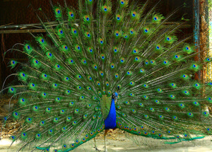 peacock sightseen